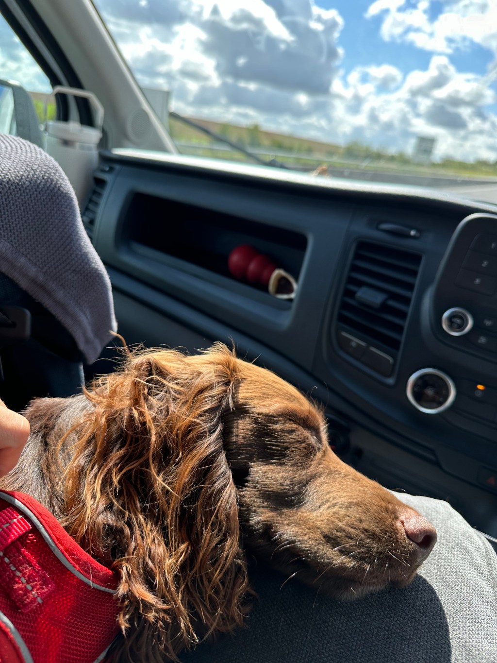 Relocating to Italy from a non-EU country with your canine&nbsp;companion.