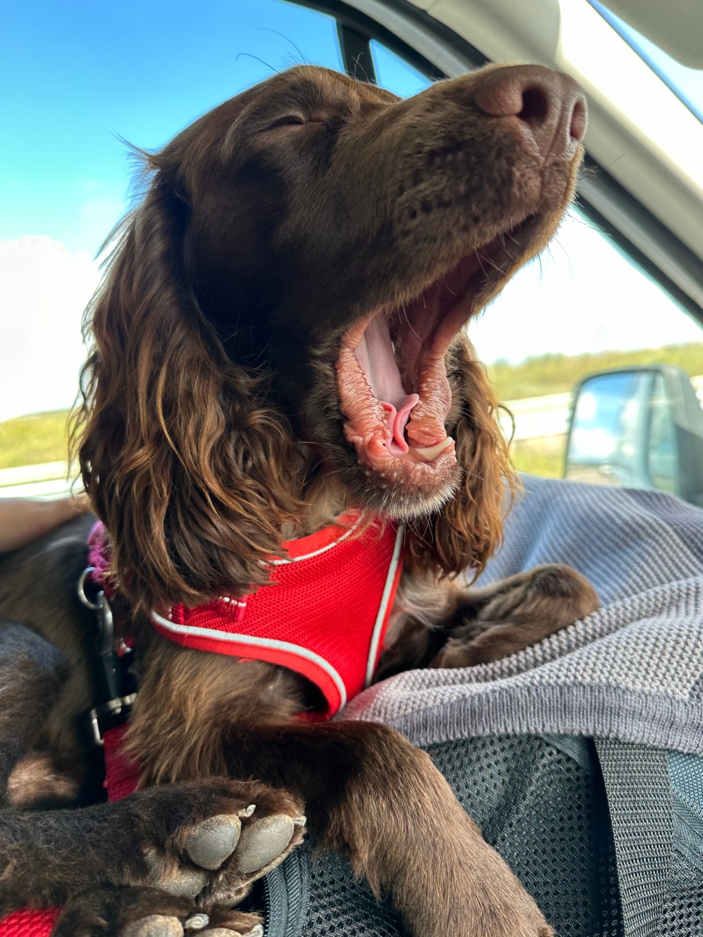 Man, woman, dog and a&nbsp;van.